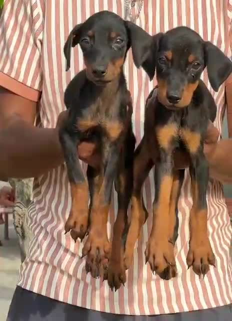 Dachshund Puppy, farm video