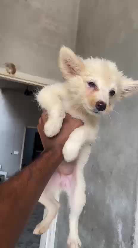 Pomeranian Puppy | Black Color, farm video