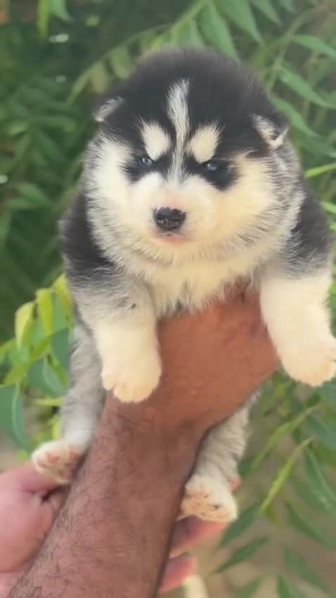 Siberian Husky Puppy | Copper & White Color, farm video