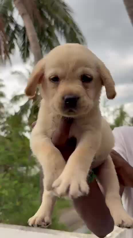 Beagle Black & Tan Puppy, farm video