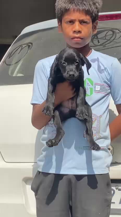 Beagle Black & Tan Puppy, farm video