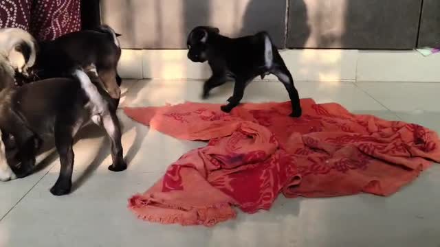 Pug Puppy | Black Color, farm video