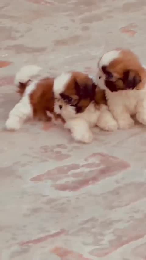 Shih Tzu Puppy Brown & White, farm video