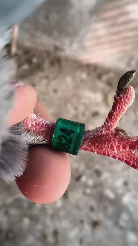 Homer Pigeon, farm video
