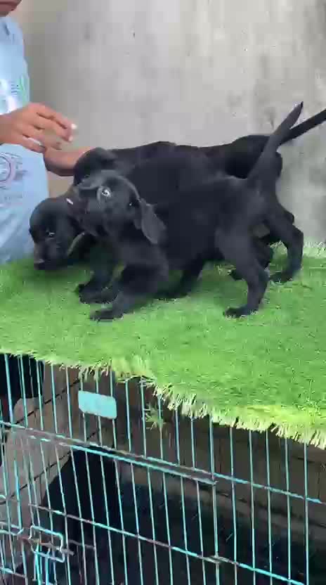 Dachshund Puppy, farm video