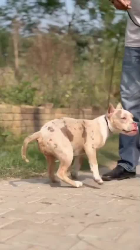 American Bully Pocket Size Puppy, farm video