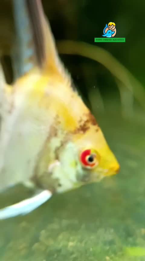 Angelfish, farm video
