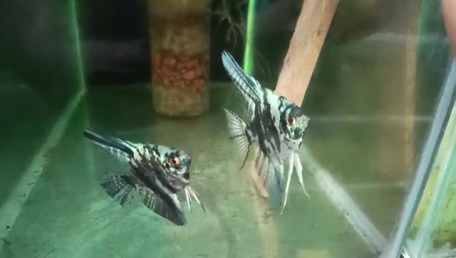 Angelfish, farm video