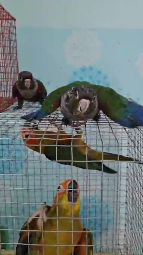 Crimson Bellied Conure, farm video