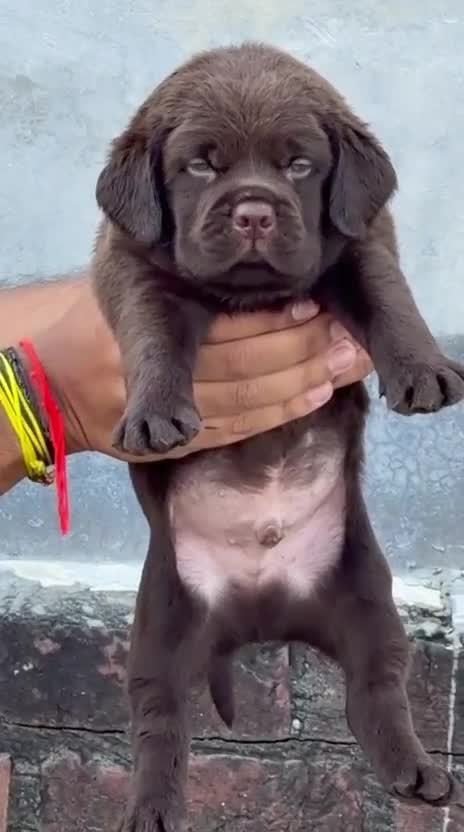 Beagle Black & Tan Puppy, farm video