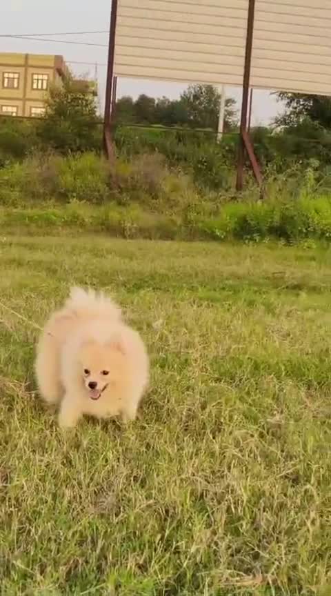 Culture Pom Puppy | White Color, farm video