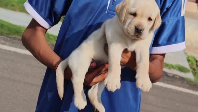 Beagle Black & Tan Puppy, farm video