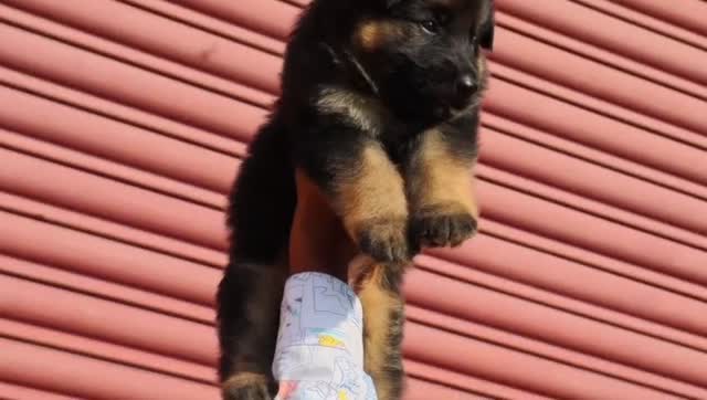 German Shepherd Puppy, farm video