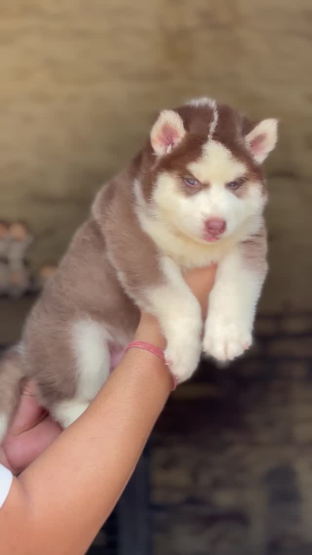 Siberian Husky Puppy | White Color, farm video