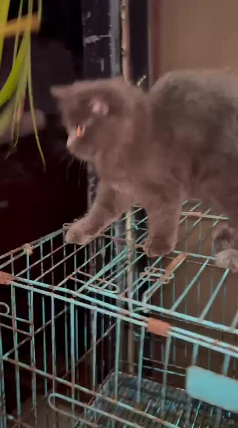 Russian Blue Kitten, farm video