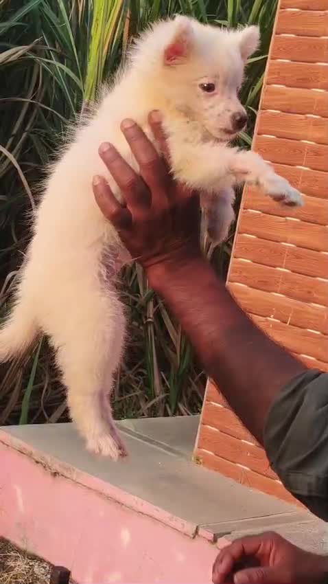 Pomeranian Puppy | Black Color, farm video