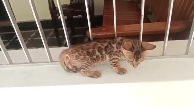 Bengal Kittens, farm video