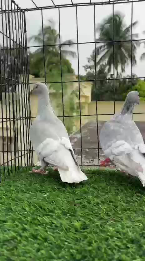 Homer Pigeon, farm video