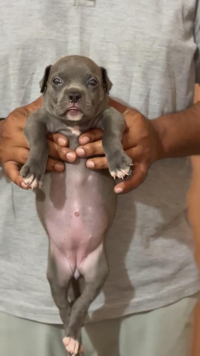 American Bully Pocket Size Puppy, farm video