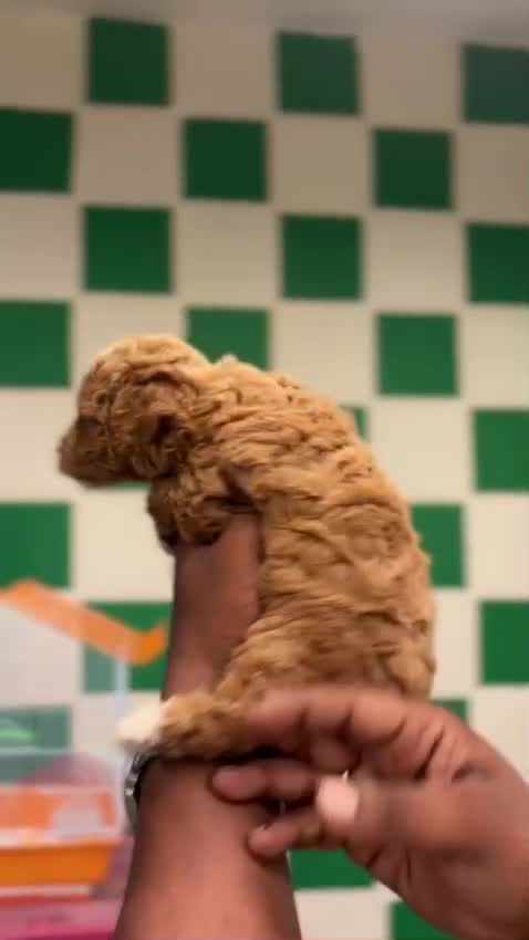 Toy Poodle Puppy, farm video