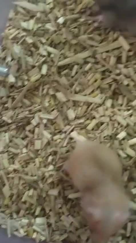 Dwarf Hamster Babies | Adults, farm video