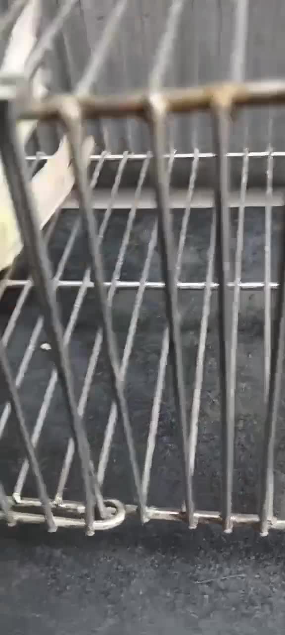 Dachshund Puppy, farm video