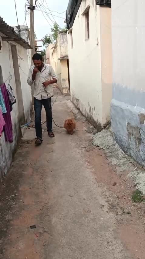 Pomeranian Puppy, farm video