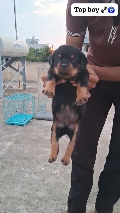 Rottweiler Puppy, farm video