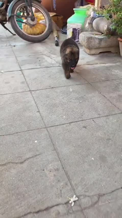 German Shepherd Puppy, farm video