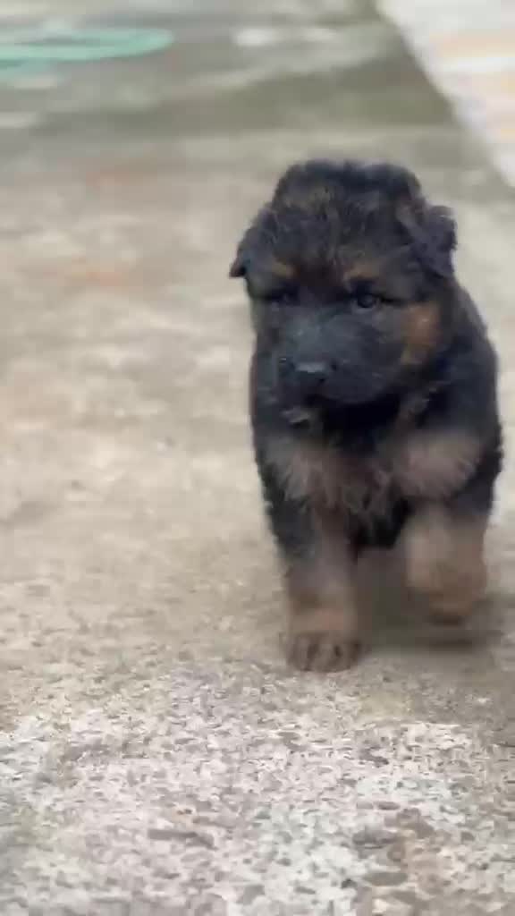 German Shepherd Puppy, farm video