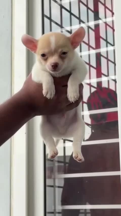 Chihuahua Puppy, farm video