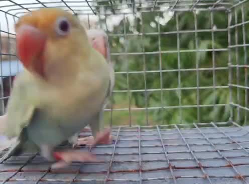 Dachshund Puppy, farm video