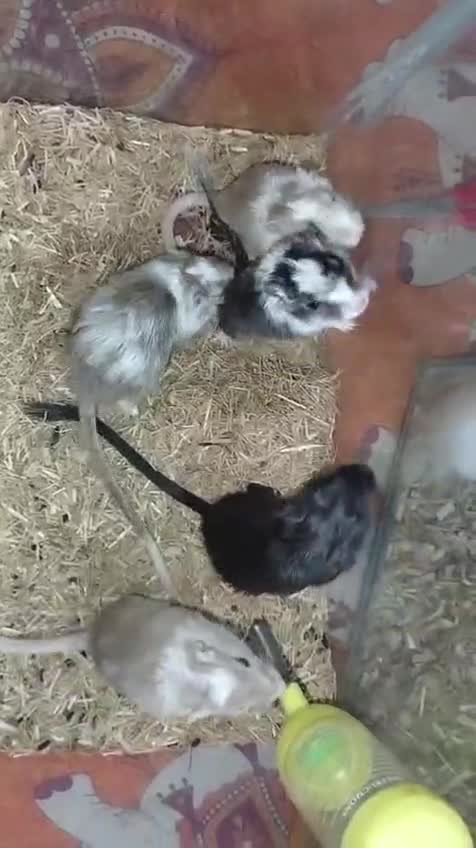 Gerbil, farm video