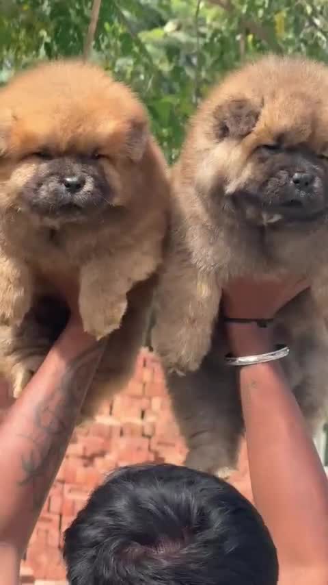 Chow Chow Puppy | White Color, farm video