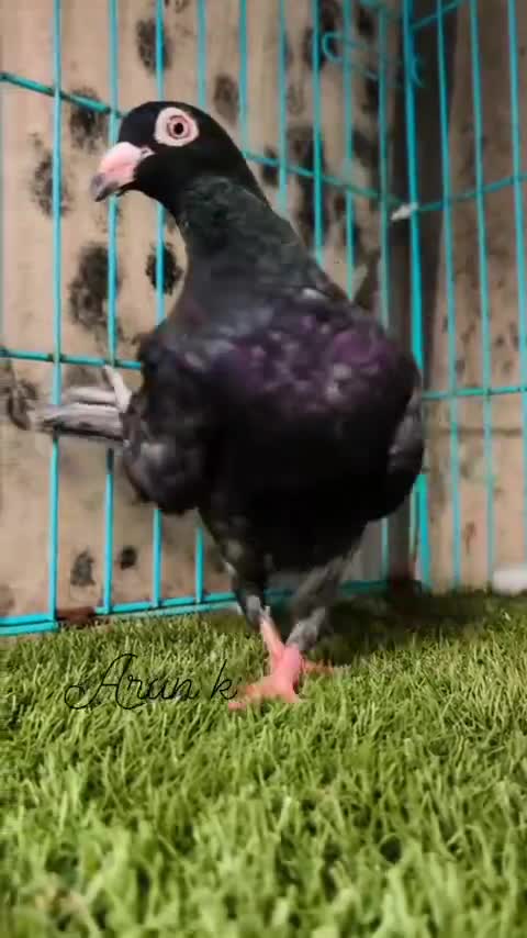 Dachshund Puppy, farm video
