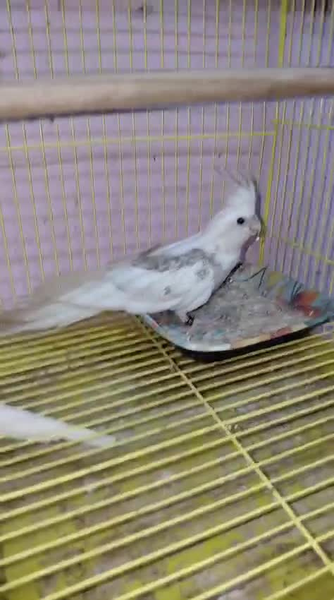 Cockatiel | Lutino, farm video