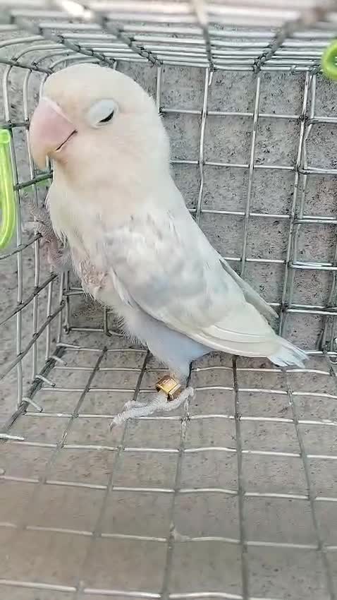 African Love Birds | Yellow & Orange, farm video