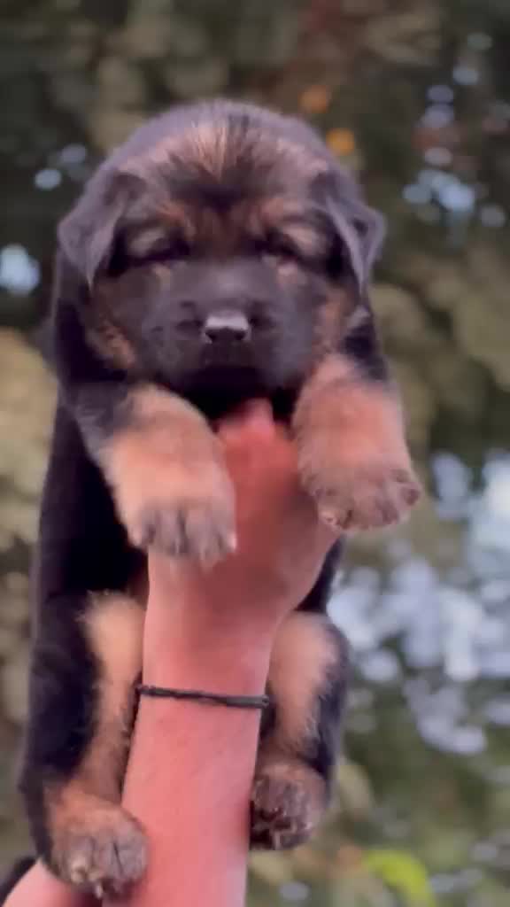German Shepherd Puppy, farm video