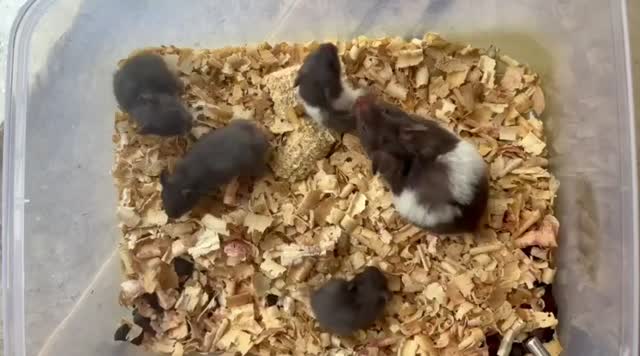 Dwarf Hamster Babies | Adults, farm video