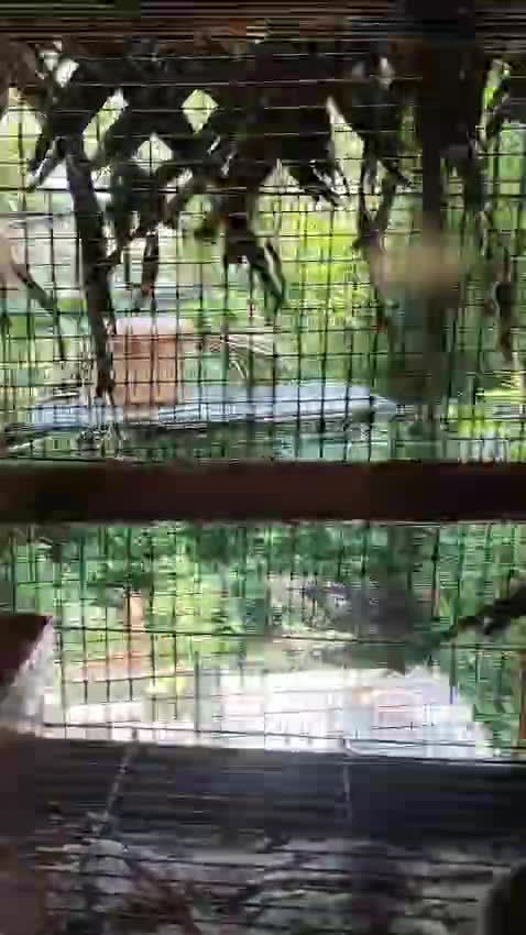 Cockatiel | Albino, farm video