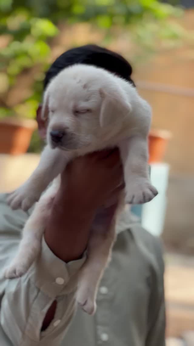 Beagle Black & Tan Puppy, farm video