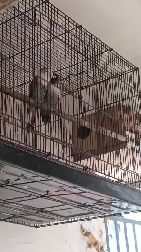 African Love Birds | Cobalt Blue, farm video