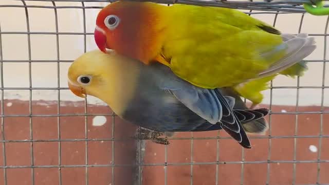 African Love Birds | Yellow & Orange, farm video