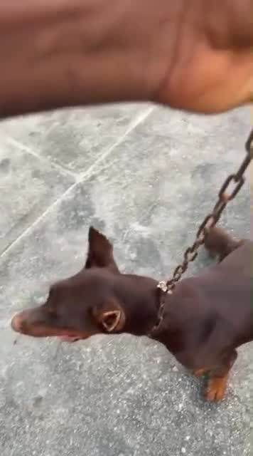 European Doberman Puppy, farm video