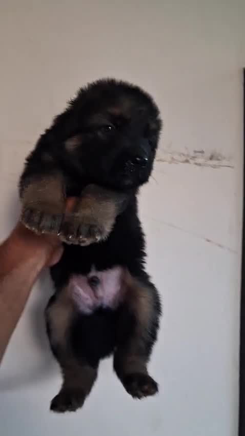 German Shepherd Puppy | Z Black, farm video