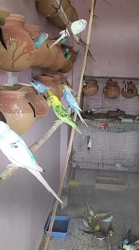 Scarlet Macaw, farm video