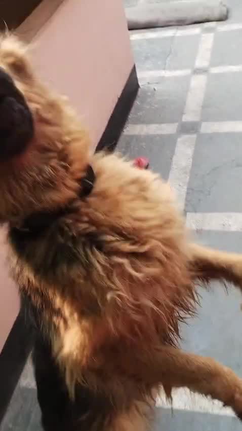 German Shepherd Puppy, farm video