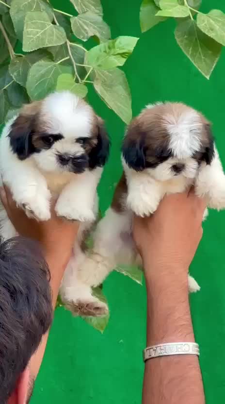 Shih Tzu Puppy Brown & White, farm video