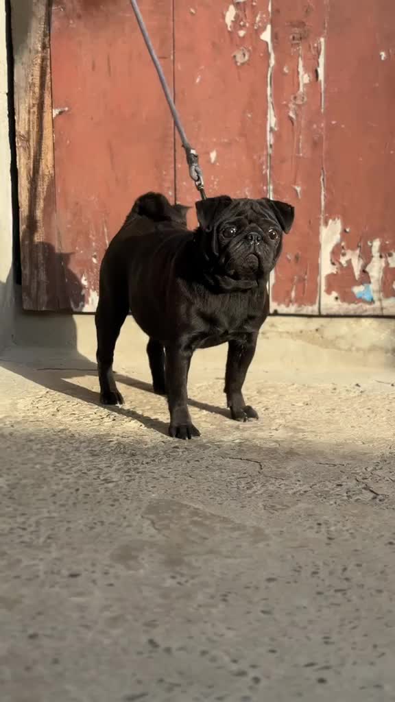 Dachshund Puppy, farm video