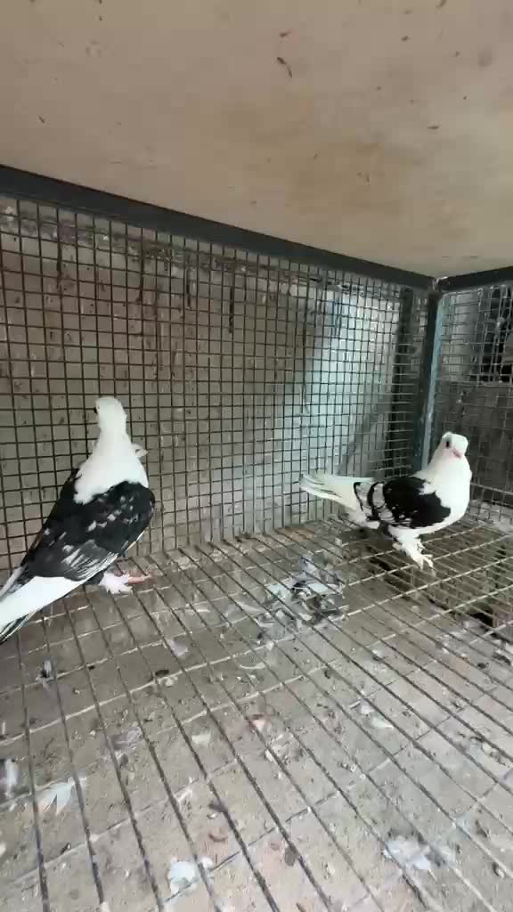 Homer Pigeon, farm video